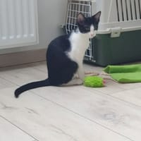 Annwyn, chatte à adopter
