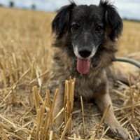 Bébé, chien à adopter