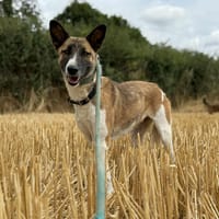 Mara, chienne à adopter