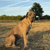 Voltaire, chien à adopter