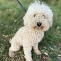 Chu Liu, chien à adopter