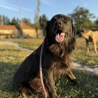 Caki, chien à adopter