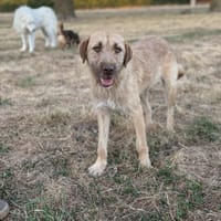 Boubou, chienne à adopter