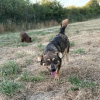 Filou, chien à adopter