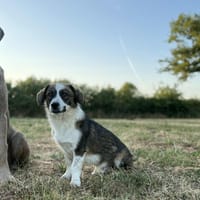 Aro, chien à adopter