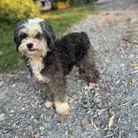 Sacha, chienne à adopter