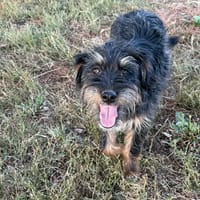 Léonard, chien à adopter