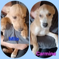 Milo & Carmine 💚 aufgeweckt + verspielt, Hund zur Adoption