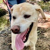 Hübscher friedlicher Pointermix RON, Hund zur Adoption