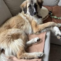 Kuschelfan Timea sucht ihr Zuhause, Hündin zur Adoption