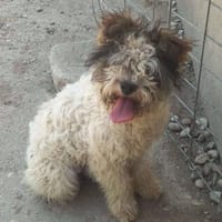 Mila Wuschel sucht Körbchen, Hündin zur Adoption