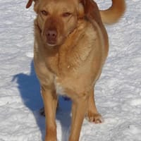 Lola der gute Laune Hund, Hündin zur Adoption