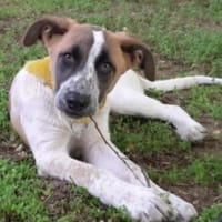 Wer sieht CLYDE ... Zuhause gesucht, Hund zur Adoption