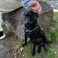 Tommy, Neuanfang in Berlin, Hund zur Adoption