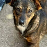 CLARA sucht ihre Herzensmenschen, Hündin zur Adoption