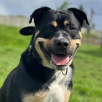 Bolle, Hund zur Adoption