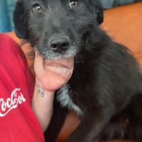 Pearl wartet auf ihr Glück, Hündin zur Adoption