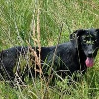 wunderschöne Cleo sucht Körbchen, Hündin zur Adoption