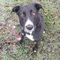 Lieber ALANI sucht sein Zuhause, Hund zur Adoption