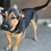 Kleiner lieber Rüde Jerry 1 Jahre, Hund zur Adoption