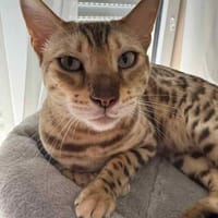 Kisa und Taiga suchen neues Zuhause, Kater zur Adoption