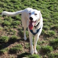 Vancouver sucht eine Aufgabe, Hund zur Adoption