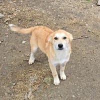 Henry, verspielter Welpe sucht Zuhause, Hund zur Adoption