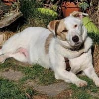 Freundliche Tsuki sucht ihre Menschen!, Hündin zur Adoption