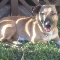 Kuschelhund Bobby aus Rumänien!!, Hund zur Adoption
