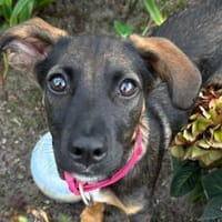 CANDY sucht ihre Lieblingsmenschen, Hündin zur Adoption