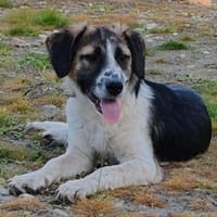 Bruno will die Welt entdecken, Hund zur Adoption
