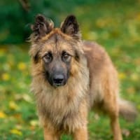 Hans❤sucht Pflege- oder Endstelle, Hund zur Adoption