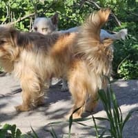Wuschelhund PINA einfach nur süß, Hündin zur Adoption