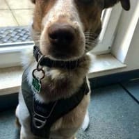 PHILLY - in der Nähe von Münster/NRW, Hund zur Adoption
