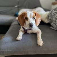 Lotta sucht ihre Herzensmenschen, Hündin zur Adoption
