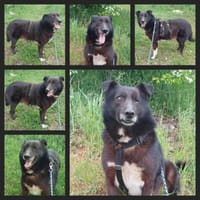 Han, guter, braver Hund sucht Zuhause, Hund zur Adoption