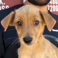 CANDELA - ab Oktober auf Pflegestelle, Hündin zur Adoption