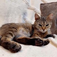 Mela - kleine Kämpferin sucht DICH!, Katze zur Adoption