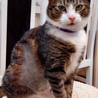 Lucky - hier ist der Name Programm, Kater zur Adoption