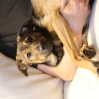 Aufgeschlossene NAMIKA sucht ihr Zuhause, Hündin zur Adoption