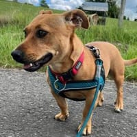 Luna ist ein Herzenshund, Hündin zur Adoption