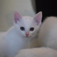 Akono, Angelo und Anakin, 06/23, Ahaus, Kater zur Adoption