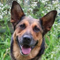 SHAWNY - quirliges Hundemädchen, Hündin zur Adoption