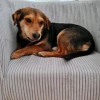 Freundlicher Hundemann Friedrich!!!, Hund zur Adoption