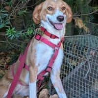 Bildschöne Honey a.d. Tierschutz 🥰, Hündin zur Adoption