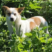 Maxi wartet auf ihr Ticket ins Glück, Hündin zur Adoption