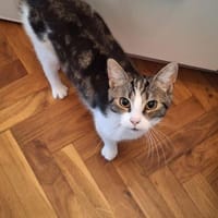 ❗Notfall Simba - Pflegestelle gesucht❗, Kater zur Adoption