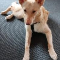 Tofffi (Frederike) 50 cm (Pflegestelle), Hündin zur Adoption