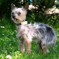 YORKI GIZMO - aufgeschlossen&neugierig, Hund zur Adoption