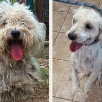 Whity möchte endlich geliebt werden, Hund zur Adoption